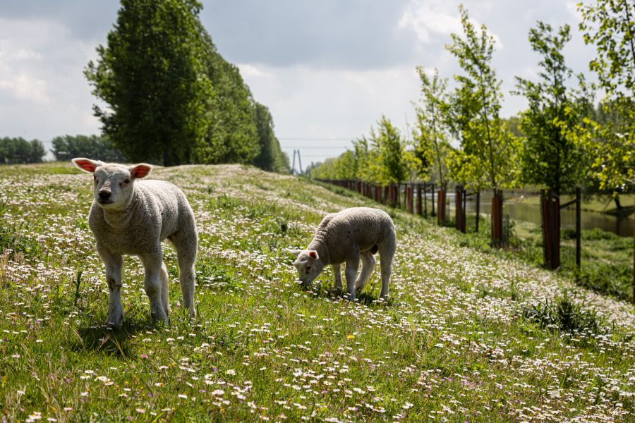 Different Types of Work Permits in the Netherlands